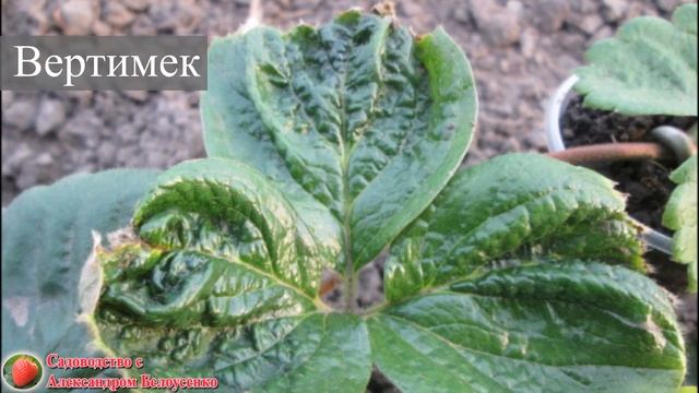 Посадка клубники Почему засыхают кусты клубники Что добавить в посадочную ямку при посадке земляник смотреть онлайн