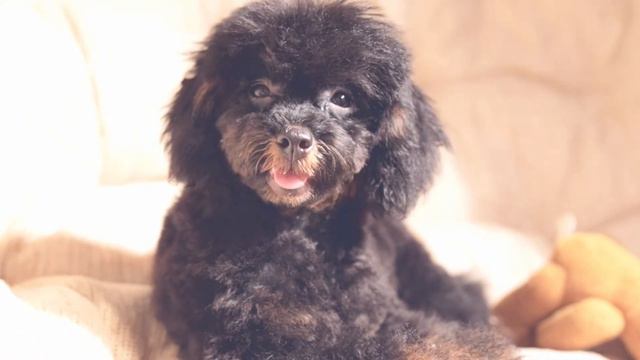 Смешная фантошка смотреть онлайн