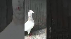 #Арабские#голуби#