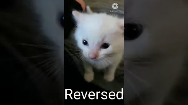 Hi Herbert Original and Reversed смотреть онлайн