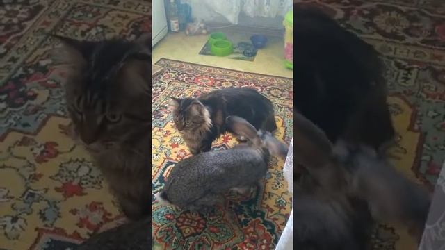 Буся и кролик(серый))) смотреть онлайн