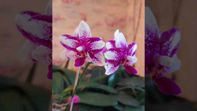 Jiaho Summer Love.Саммер лав смотреть онлайн