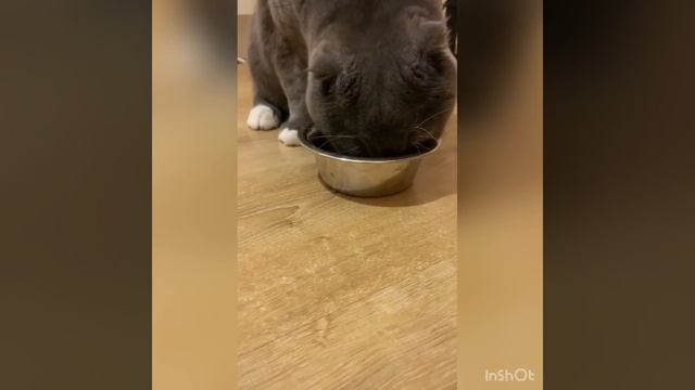 корм для шотландской вислоухой Чем кормить вислоушку? смотреть онлайн