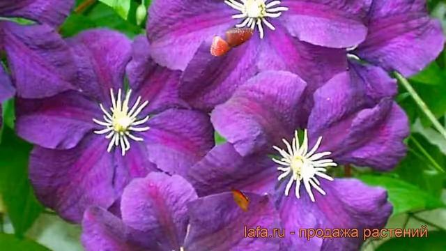 Клематис крупноцветковый Этуаль Виолетт ? обзор: как сажать, рассада клематиса Этуаль Виолетт смотреть онлайн