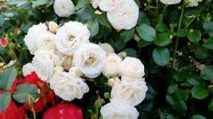 Великолепный розовый сад! Более 200 шикарных кустов роз на Подмосковном участке