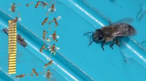 Цикл развития пчелы!