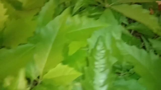 Стройка теплицы//красный дуб. смотреть онлайн