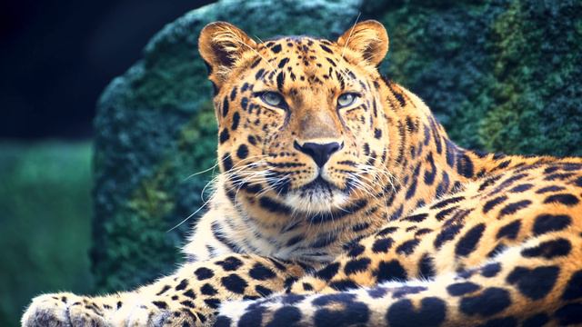 Реальная четкость 12K HDR 60fps Dolby Vision смотреть онлайн