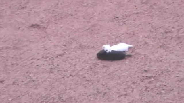 Ласка на охоте YouTube смотреть онлайн