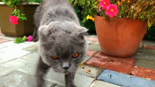 Шотландский кот на даче, стоит ли выпускать на самовыгул? смотреть онлайн