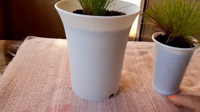 Изолепис, пересадка на подарки! смотреть онлайн