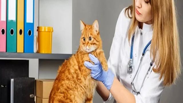 Как выглядят глисты у кошек: виды паразитов смотреть онлайн