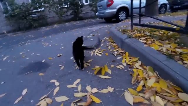 ? Ржака, смешной кот, белый живот (sjcam Sj4000)