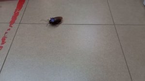 Игрушка усатый таракан на радиоуправлении