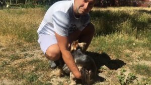 Вязка собак за 15 секунд ! Для кинологов !