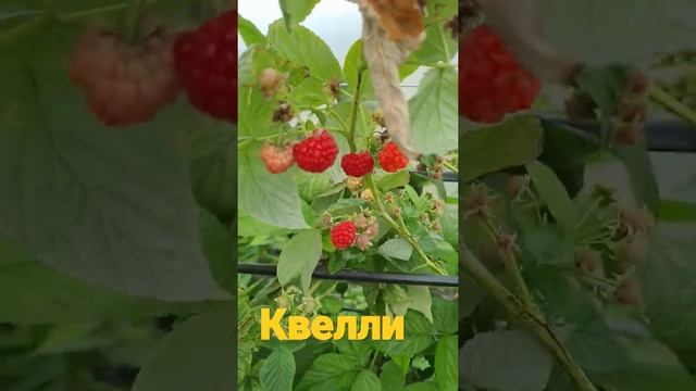 Ремонтантный сорт малины КВЕЛЛИ. Осень 2021. смотреть онлайн