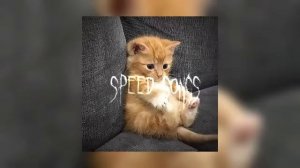 лсп-холостяк / speed up