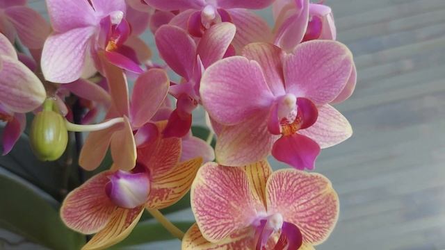 Сравнение ОРХИДЕЙ орхидея Summer Song и Honey Glow смотреть онлайн