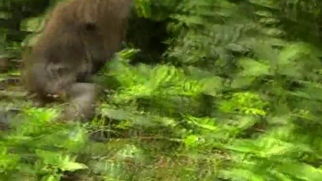 Тайланд обезьяны самки с детенышами смотреть онлайн