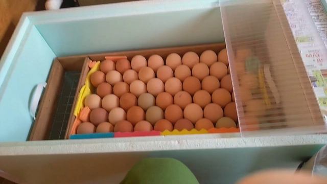 Закладка яйца в инкубатор// инкубация куриных яиц