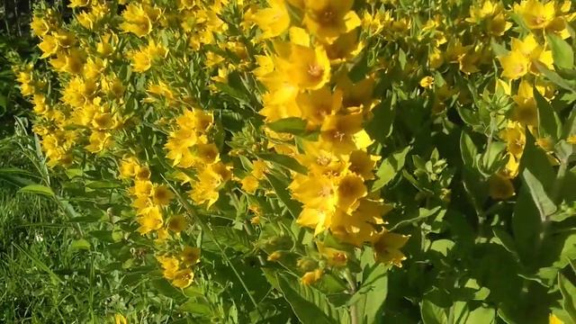 Цветы, но не знаю, как они называются! Кто знает подскажите? смотреть онлайн