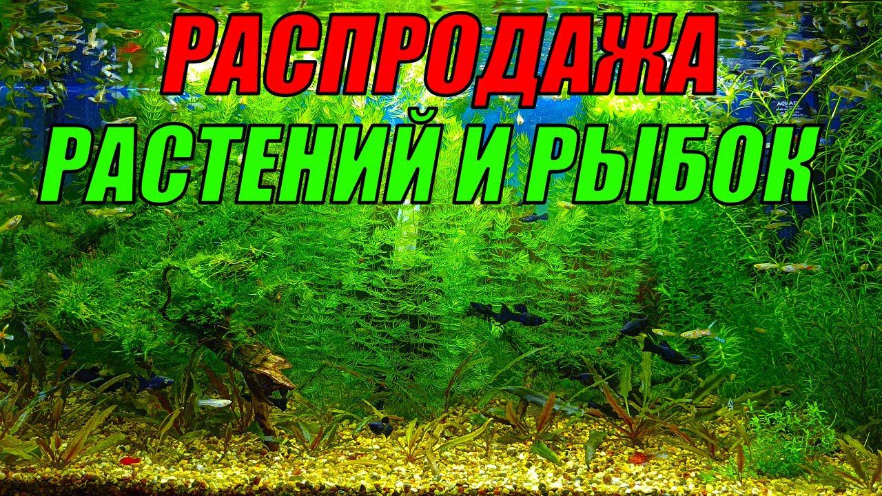 РАСПРОДАЖА аквариумных рыб и растений! ОЧЕНЬ СКОРО! смотреть онлайн
