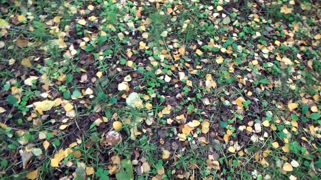 Красавцы белые. Очень много грибов в лесу, но ... . смотреть онлайн