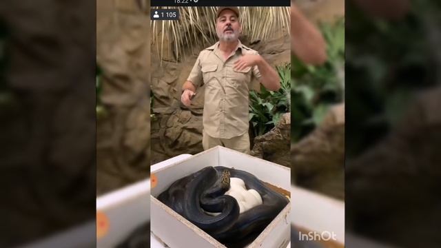 Это потрясающе мать змея(удав) защищает своих детёнышей в кладке яиц. Такого вы не видели. смотреть онлайн