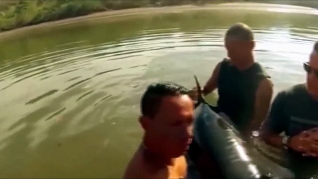 Серферы услышали ПЛAЧ на пляже! Вы только посмотрите какой ЗВЕРЬ издавал эти звуки! смотреть онлайн