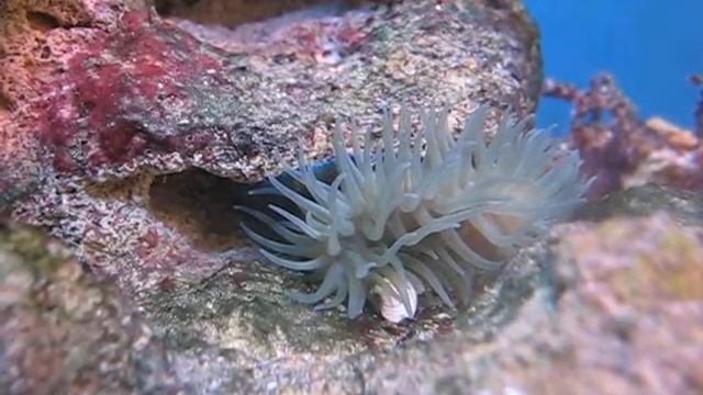 Черноморская Анемона смотреть онлайн