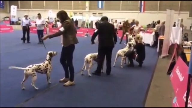 Dalmatiner Klubová Jubilejní Výstava Rakousko 2016 - CH. Cherry Petrovický Vítr