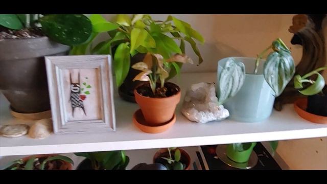 Houseplant Tour Fall 2020 - Part 2 смотреть онлайн