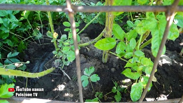 ПОСЛЕ ЭТОЙ ПОДКОРМКИ ВО ВРЕМЯ ЦВЕТЕНИЯ РОЗА ЦВЕТЁТ ТАК СИЛЬНО ЧТО ЛИСТЬЕВ НЕ ВИДНО смотреть онлайн