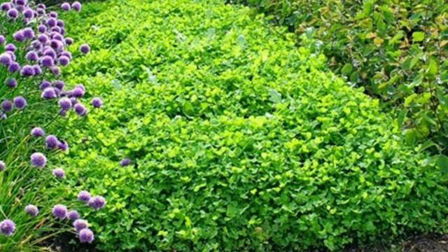 Посадка сидератов на вашем участке. Борьба с сорняками. Удобрение почвы. Рыхление грунта. смотреть онлайн