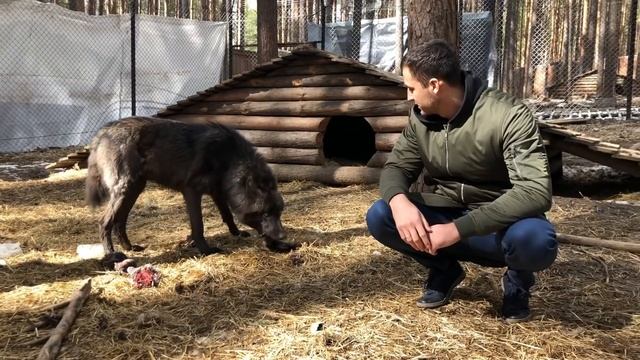 С волками жить - по волчьи выть . When in Rome, do as the Romans do. смотреть онлайн