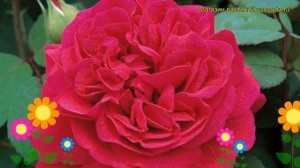 Роза английская кустовая Тесс оф те д'Урбервиллс. Краткий обзор, описание Tess of the d'Urbervilles