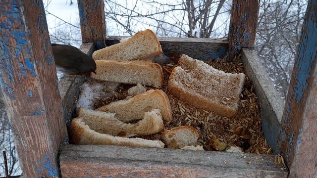 Зимняя подкормка птиц. смотреть онлайн