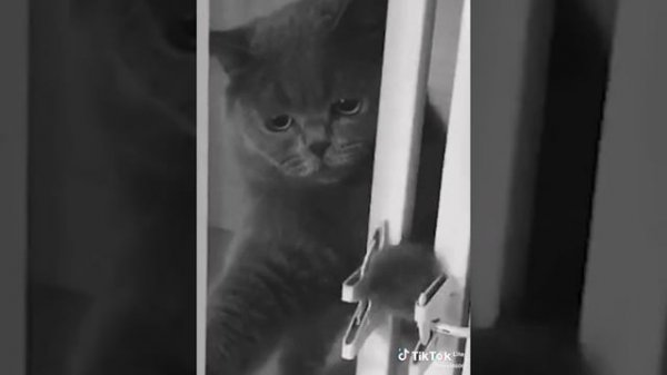 смешные видео с котиками 11 часть:)