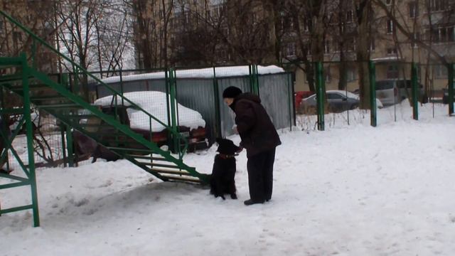 Ежевика 5 Allbestdog.ru