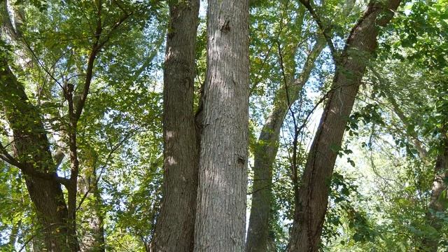 The Magic Maples of New England смотреть онлайн