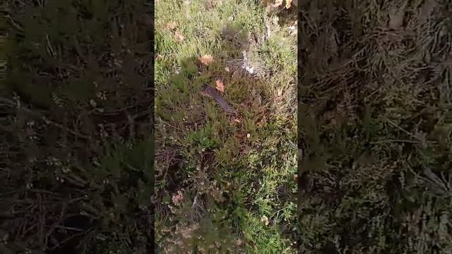 Лес кишит гадюками!!! #shorts