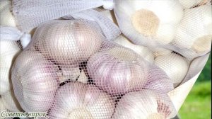 ➤ Внимание опасность! Китайский чеснок ➤ Вред чеснока  ➤ Никогда не покупайте этот чеснок