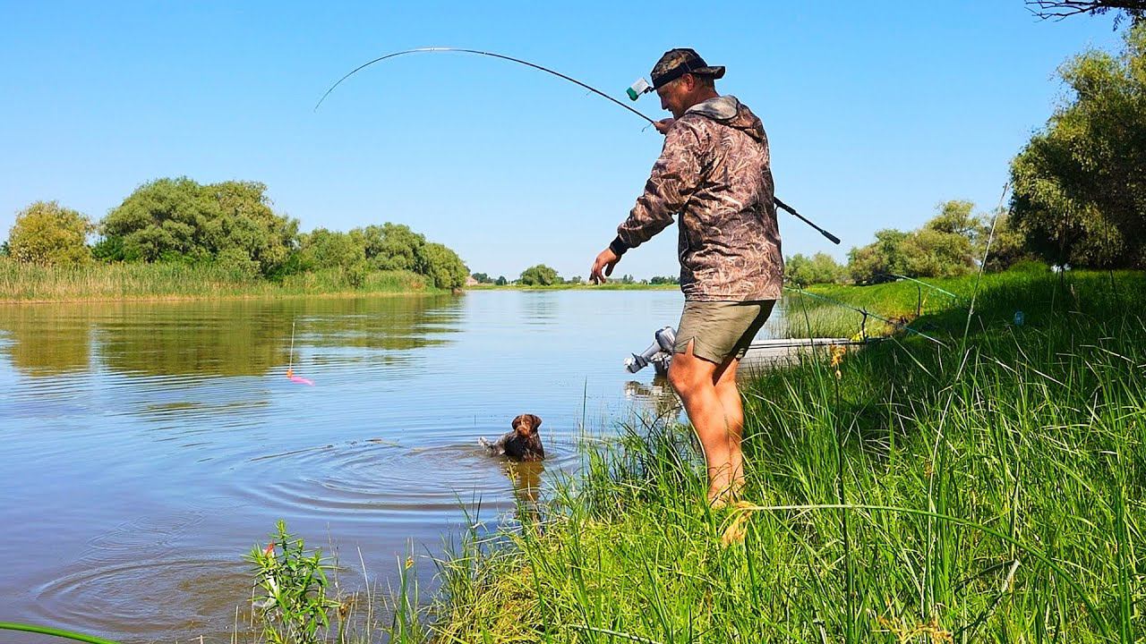 ВОТ ЭТО РЫБАЛКА. БЕШЕНЫЙ КЛЁВ СУДАКА. ЛОВЛЯ САЗАНА И КАРАСЯ на жмых. Первая рыбалка с собакой смотреть онлайн