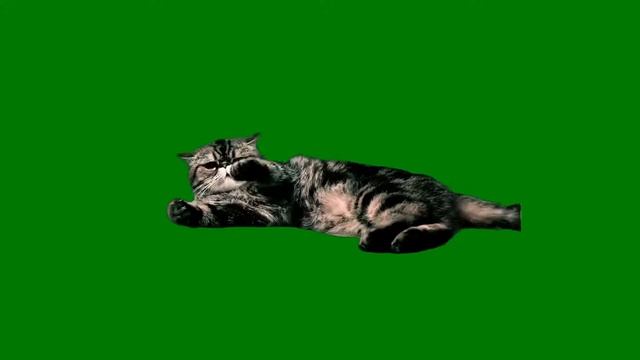ФУТАЖ (КОТ НА ТРАВКЕ ЛЕЖИТ ) НА ЗЕЛЕНОМ ФОНЕ-ХРОМАКЕЙ смотреть онлайн