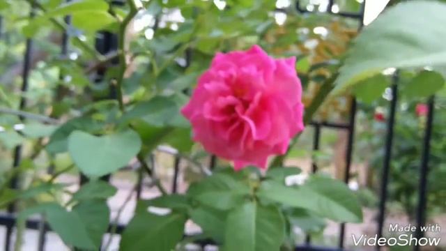 Hoa hồng Agnes schilliger rose смотреть онлайн