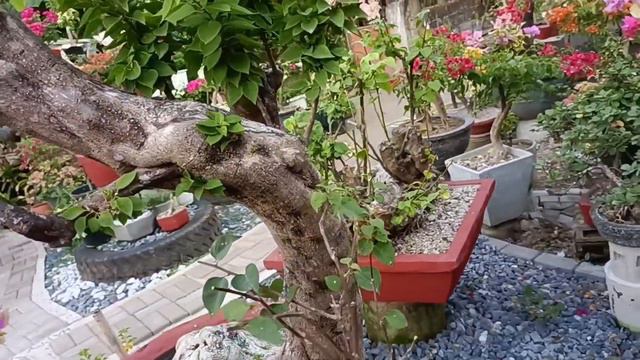 The amazing sunset beauty of our bougies /visitors смотреть онлайн