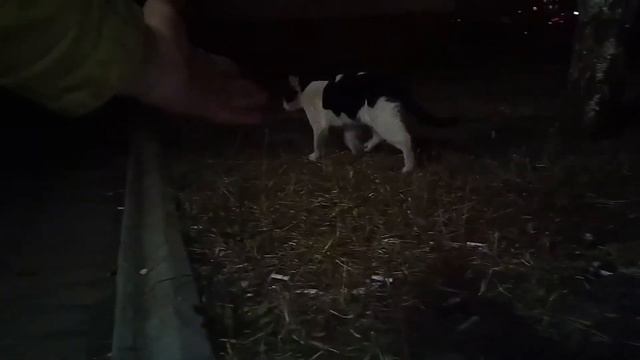 Не очень добрая кошка смотреть онлайн