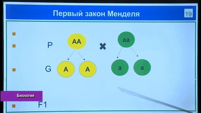 Взаимодействие аллельных генов.Полное доминирование. смотреть онлайн