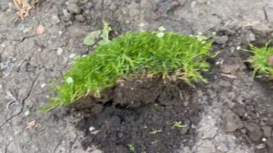 МШАНКА шиловидная?Газон, который не нужно стричь ?