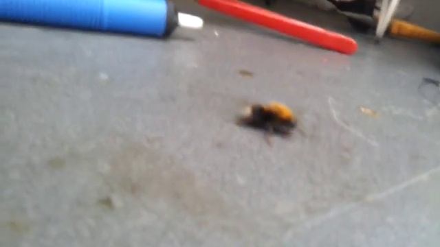 Шмель дает пять. смотреть онлайн